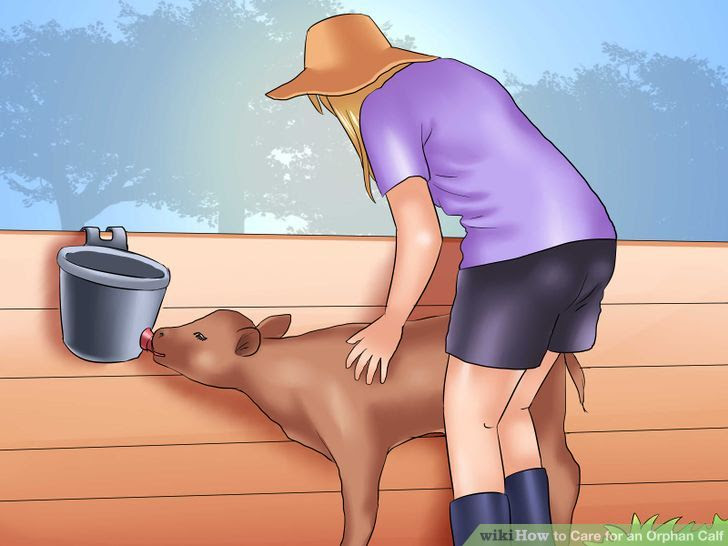 Care for an Orphan Calf Step 3.jpg