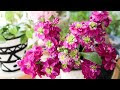 [ベスト] 花 ストック 311455-花 ストック 種類