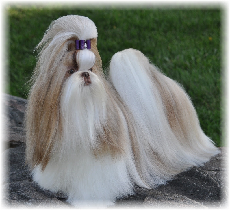 Sarjan S Shih Tzu