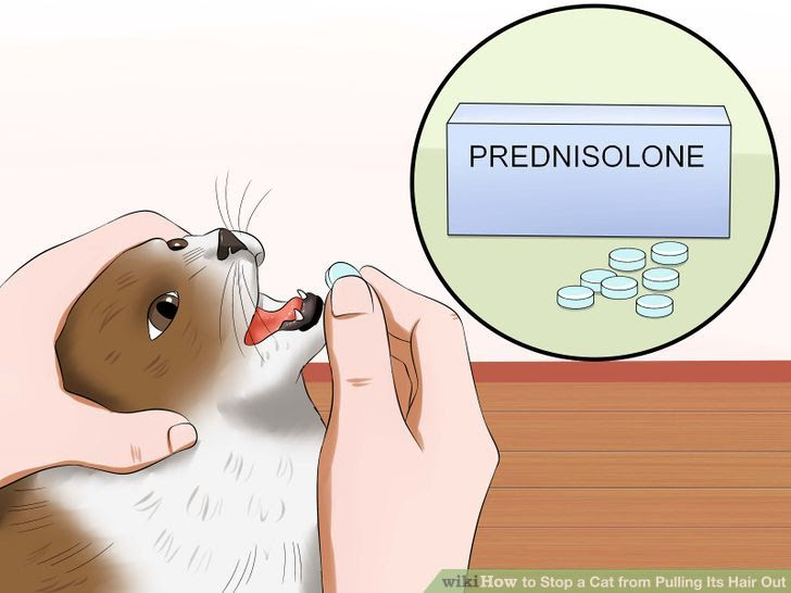 Stop a Cat from Pulling Its Hair Out Step 5 Version 2.jpg