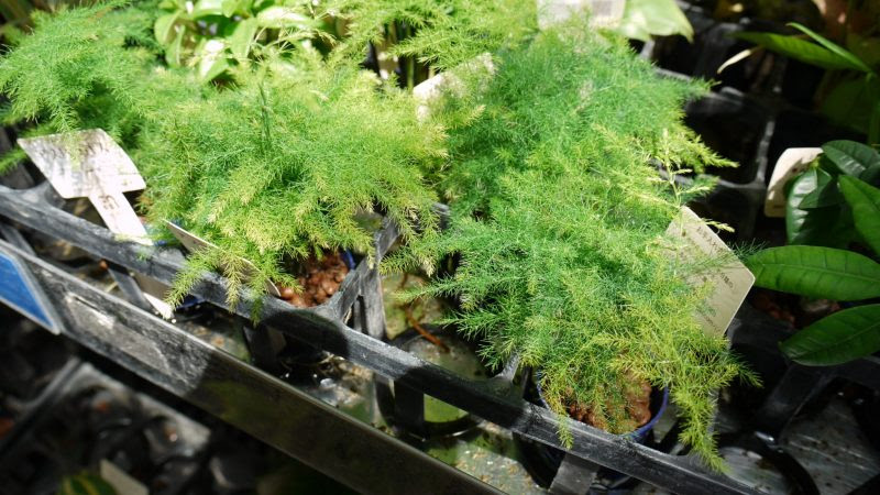プロが伝授 アスパラガスを育てるコツ ハイドロカルチャーとの相性は ハイドロカルチャーで楽しもう