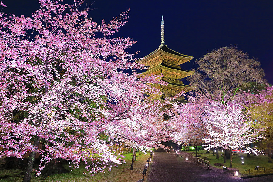 東寺 桜
