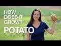 How Does it Grow? Potatoes
