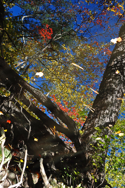 Canal Reflections (6)