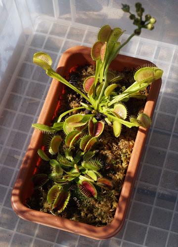 花咲くドロセラ 食虫植物 ハエトリソウ モウセンゴケ ウツボカズラ テキトー栽培記 その5 9月上旬 Web雑記