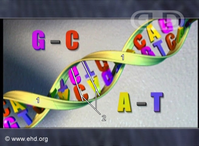 For you understand dna