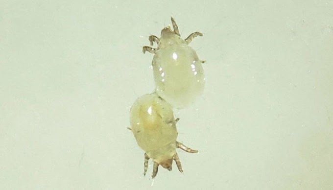 Little White Bugs In Bedroom