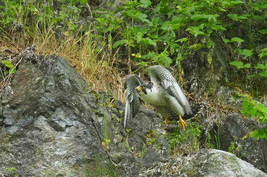 隼 と はやぶさ２ ケンさんの探鳥記