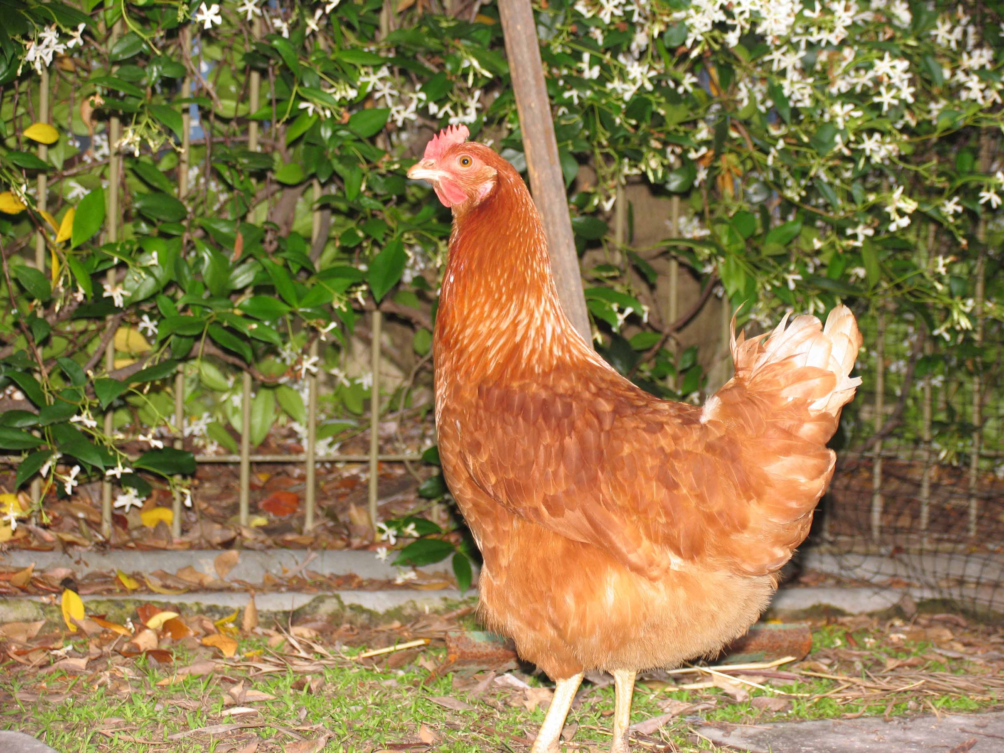 Triyae.com = Backyard Chickens Breeds ~ Various design Triyae.com = Backyard Chickens Breeds ~ Various design