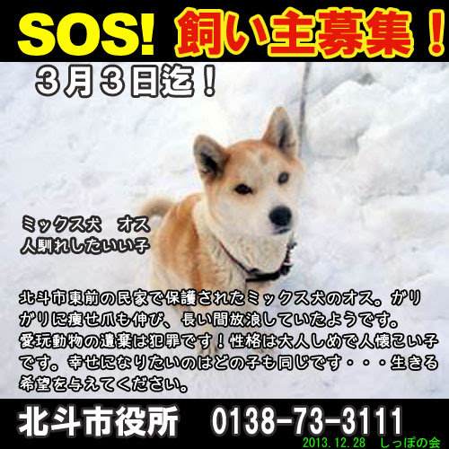 道南の保健所から犬3匹引き取りました しっぽレポート