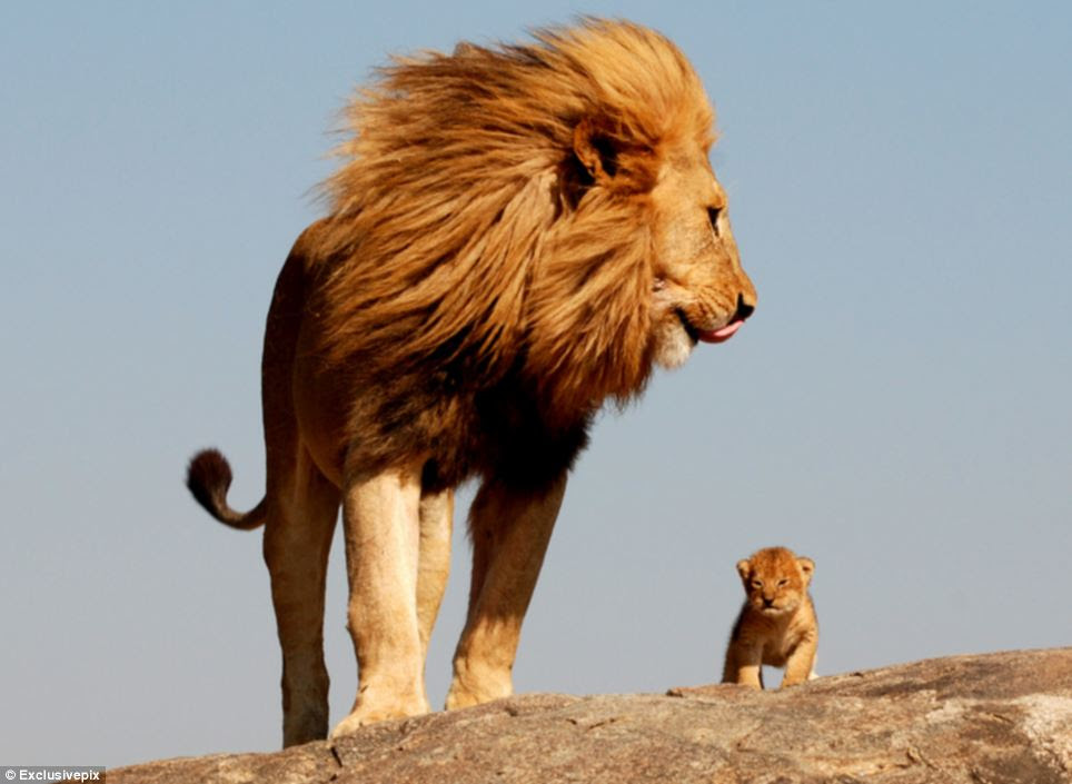 Free Free 251 Lion King Father And Son Svg SVG PNG EPS DXF File