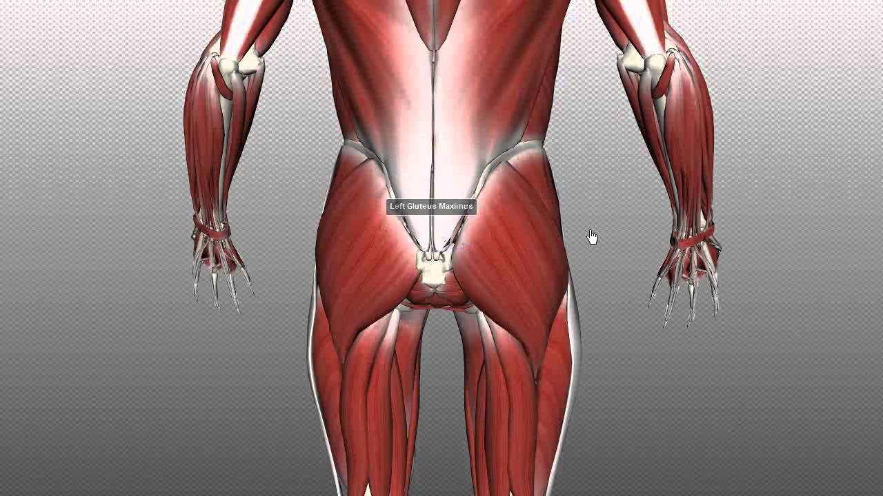 Muscles of the Gluteal Region - Part 1 - Anatomy Tutorial ...