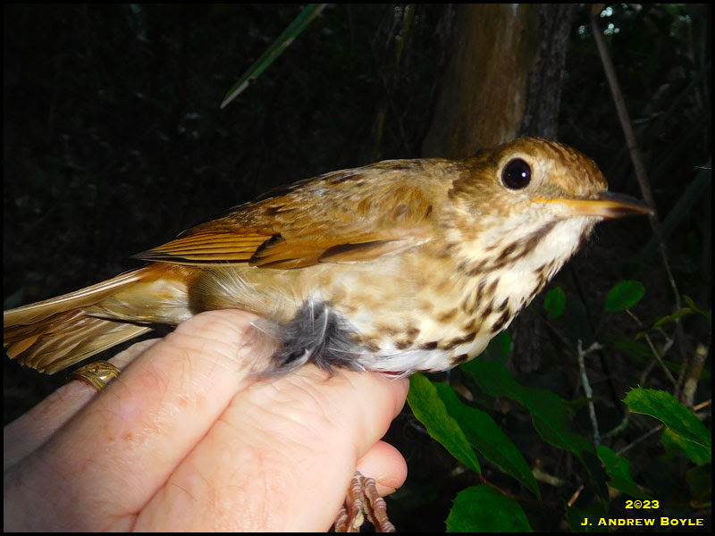 Hermit Thrush