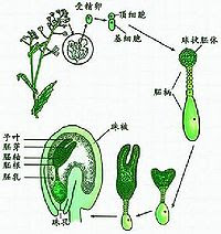 种子 A 医学百科
