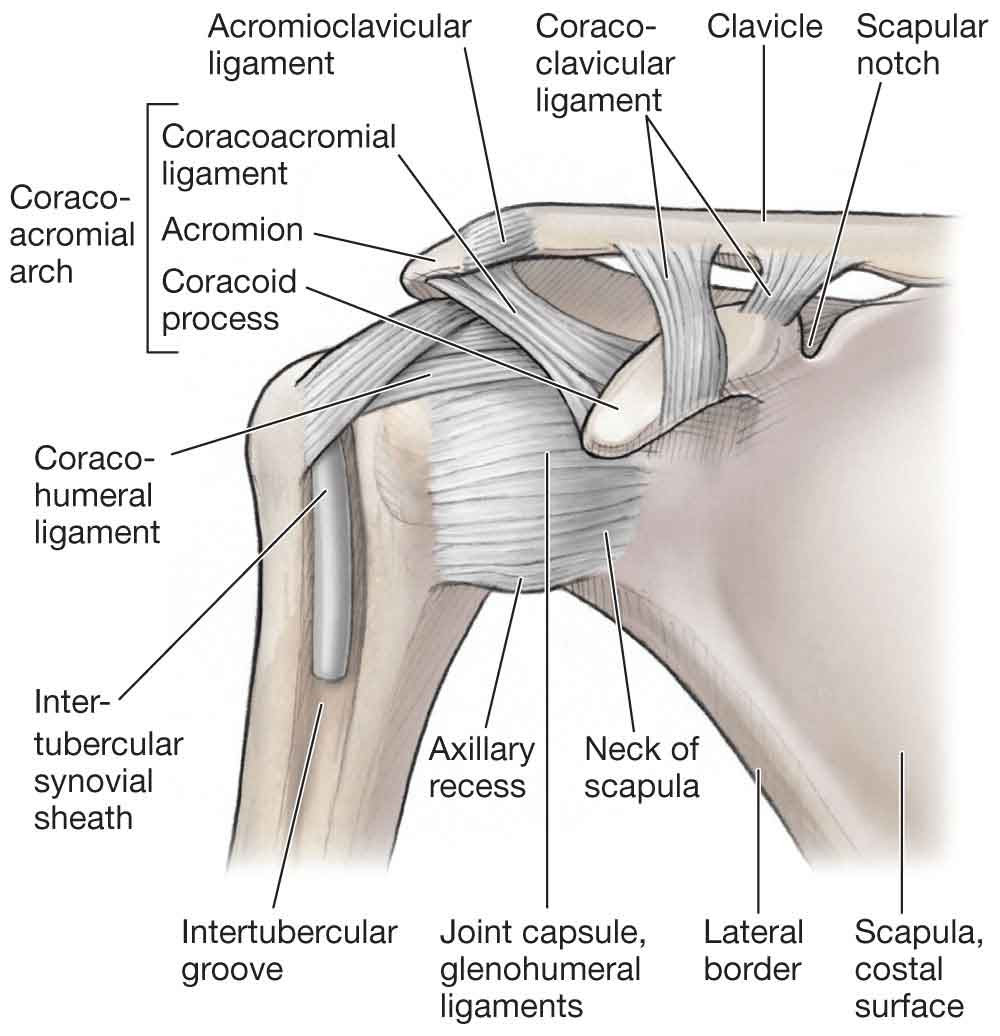 The Shoulder | Musculoskeletal Key