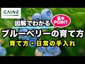 ブルーベリー 手入れ 764251-ブルーベリー 8月の 手入れ