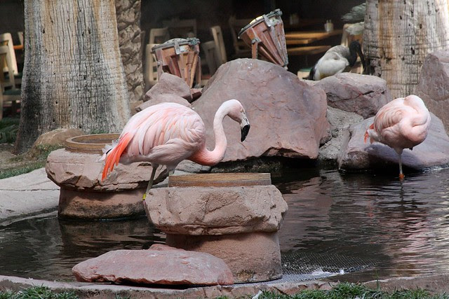 Flamingoes, Flamingo Las Vegas