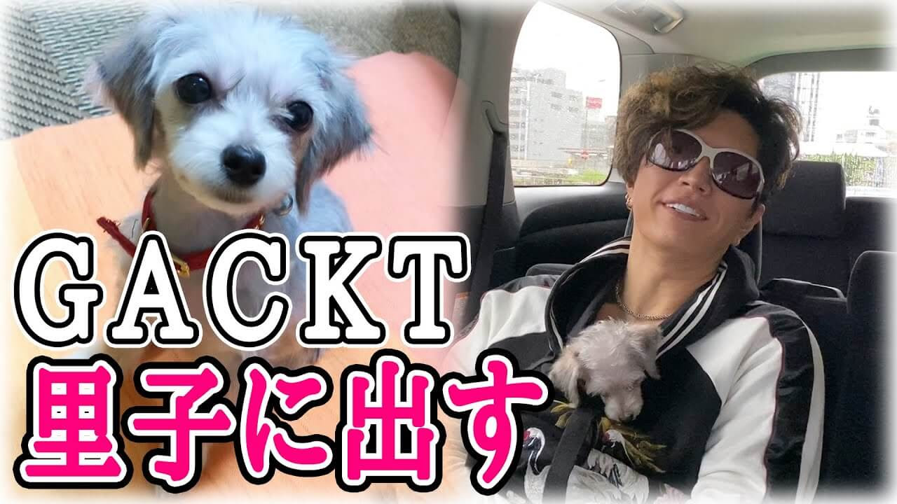 Gackt 47 愛犬を里子に出し大炎上 V系まとめ速報