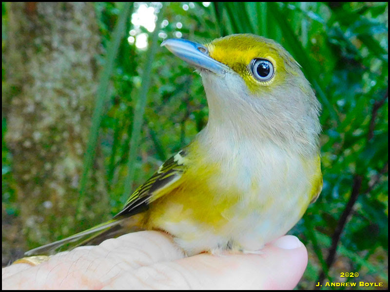 White-eyed Vireo