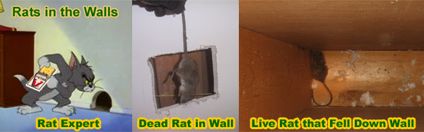 How to get mice out of a wall
