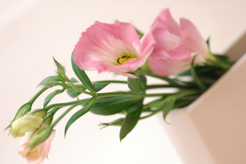 トルコキキョウ 一重 彩の粧 ﾋﾟﾝｸ 花の図書館