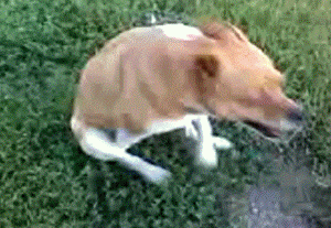 dog wipes bum on ground GIF 14
