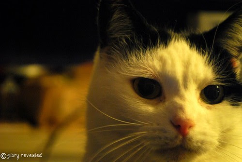 molly the cat