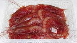 赤エビ 戸田漁業協同組合直売所