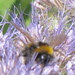 Bee nice!