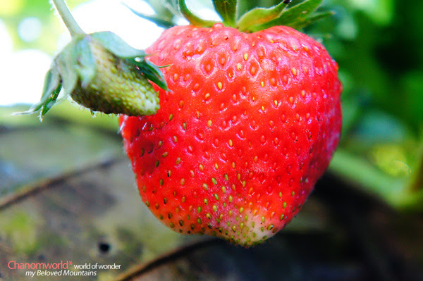 ดอยอ่างขาง