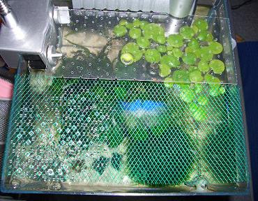 とりあえず飛び出し防止に 私と小さな生き物たち 楽天ブログ