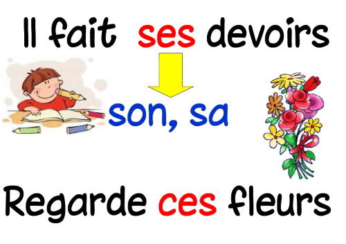 Affichage étude de la langue