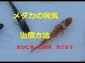 メダカ 白点病 治し方 913517-メダカ 白点病 治し方