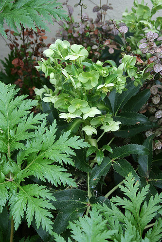 helleborus argutifolius