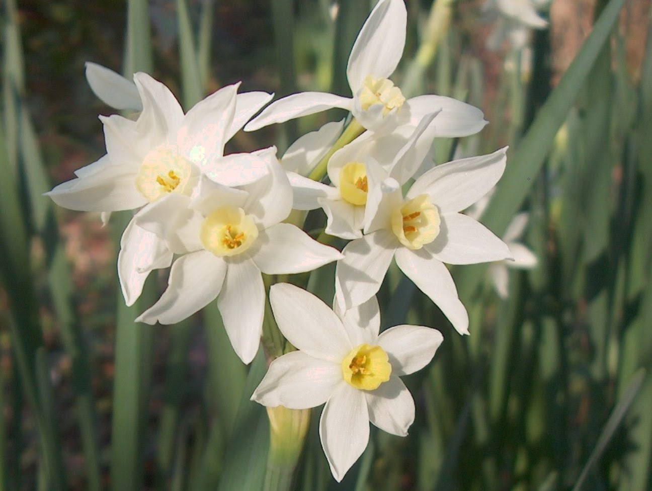 Narcissus+Flower  Plant Guide  Narcissus tazetta 39;Paperwhite 