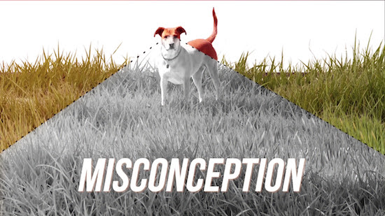 犬の目に色は認識できるのか 見えている世界を解説 ログミーbiz