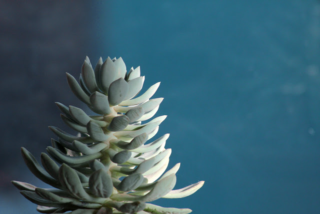 Echeveria on Blue