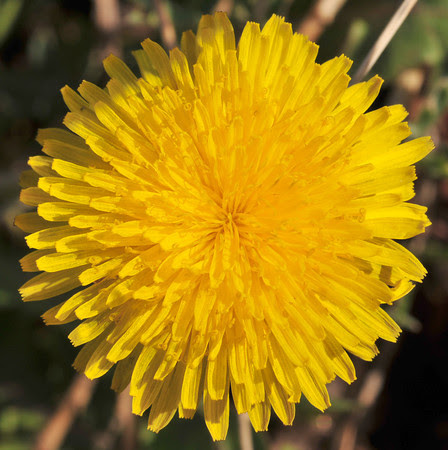 Good morning, Sunshine!