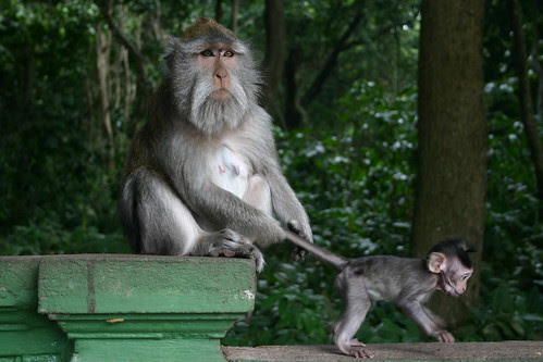 photo of animals
