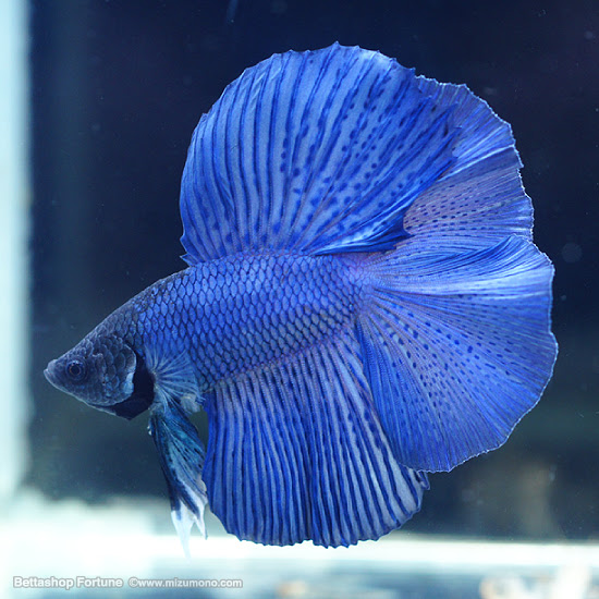 ロイヤルブルー フルムーン ひらひらショーベタ 熱帯魚のことなら みずものコム