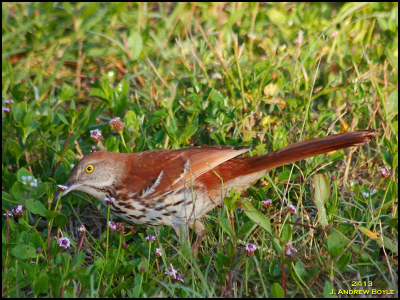Brown Thrasher