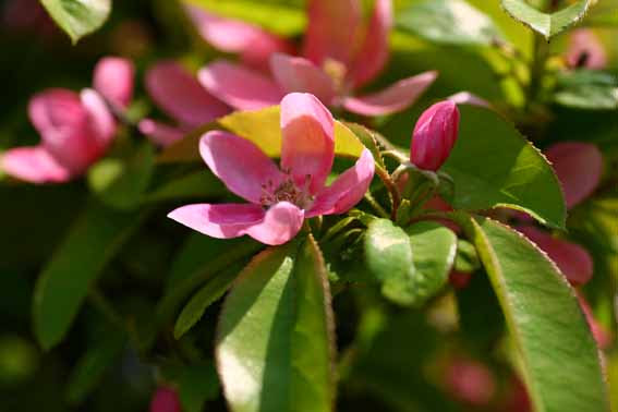 カリン 花梨 花櫚 木瓜 もっか 花 Chaenomeles Sinensis バラ科ボケ属 苗