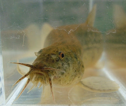 日本淡水魚 ドジョウ