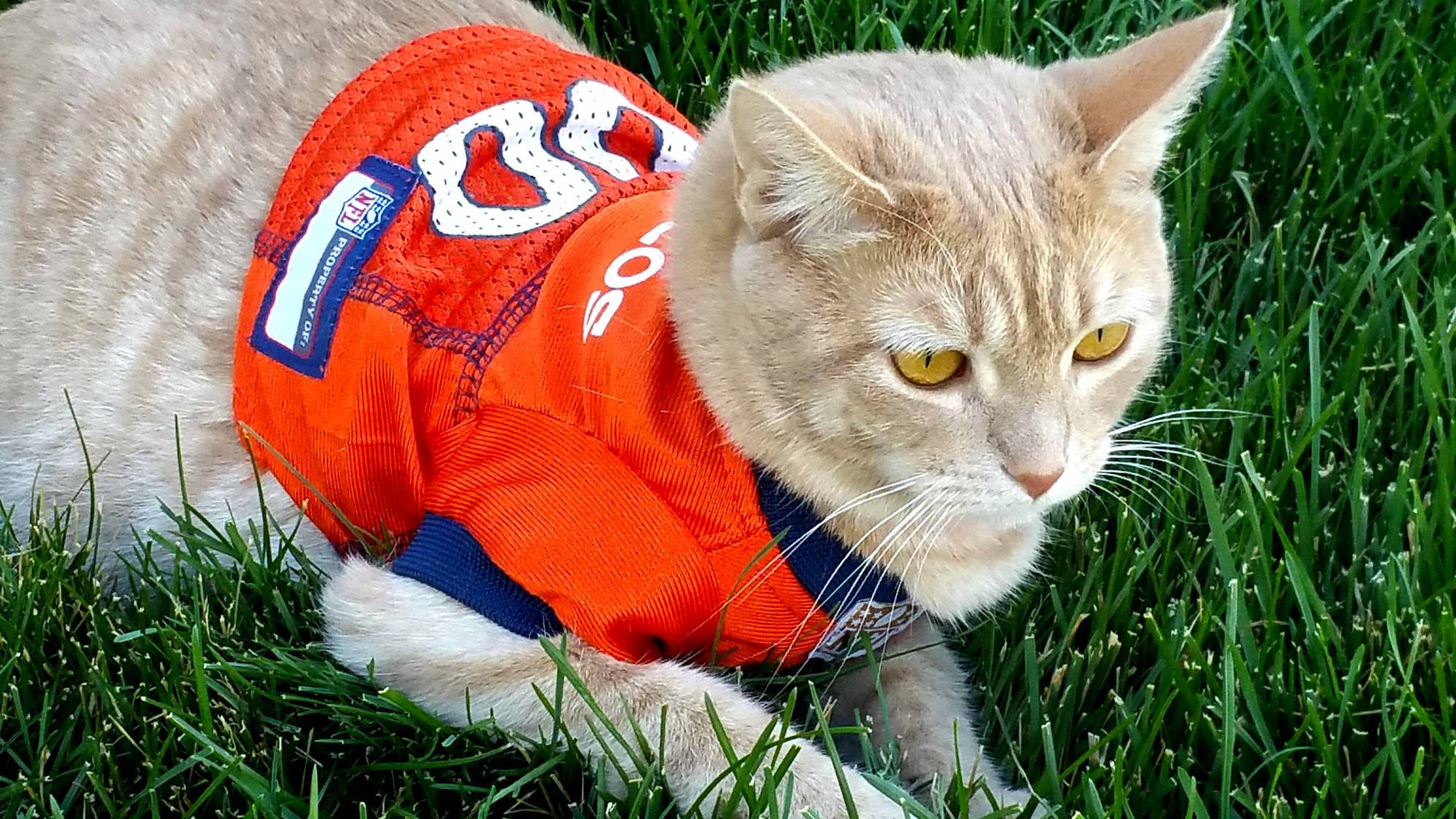 Go broncos