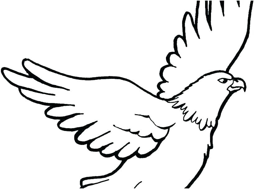 Harpy Eagle Drawing | Free download on ClipArtMag