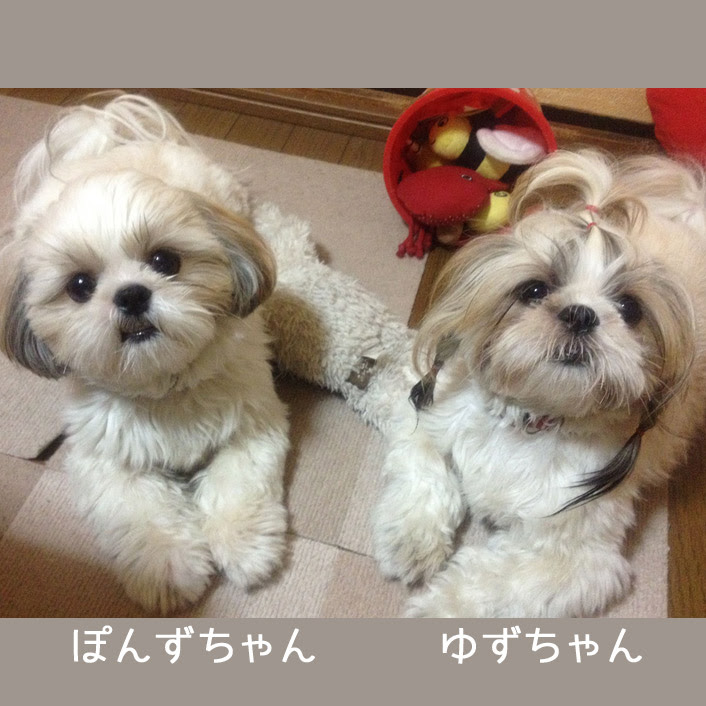 もうひとり 一匹 の ぽんず ちゃん ぽんずブログ シーズー親子ぽんずとかぼすのほんわか日記