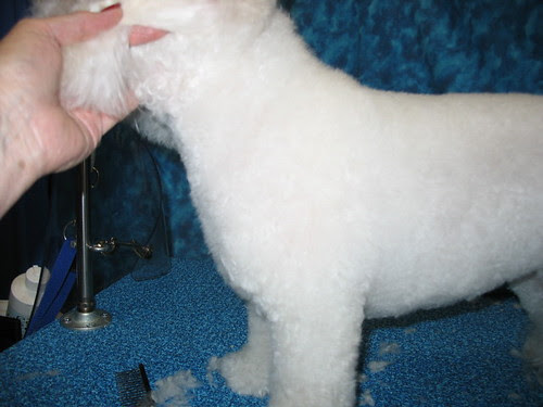 Rosie #19 - Match up other shoulder & front leg