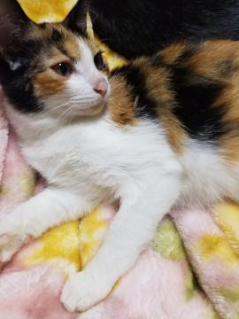 広島県 かわいい三毛猫ちゃん 猫の里親募集 ネコジルシ