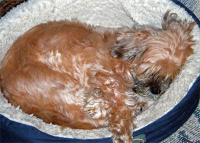 After-Dinner-Naps