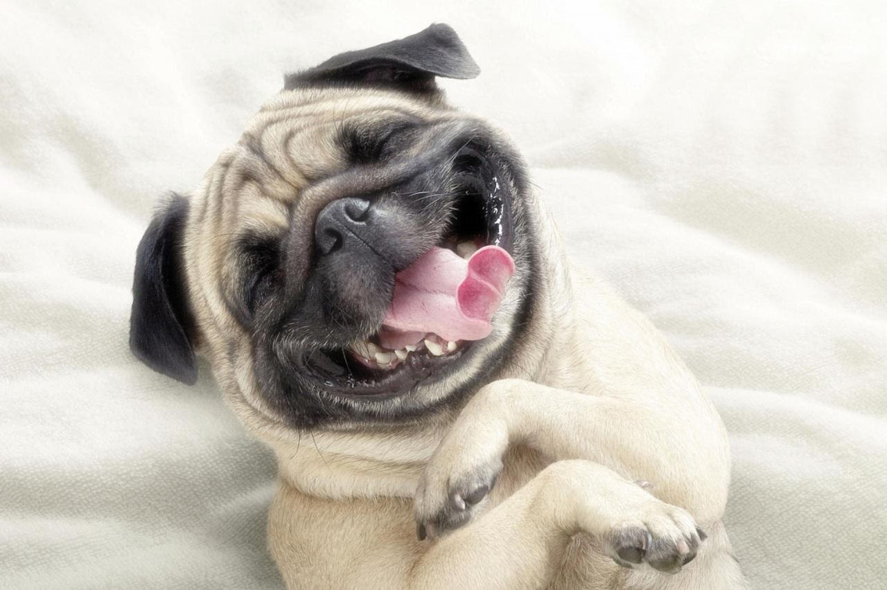 10 coisas incríveis que seu cão sabe sobre você